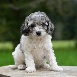 Sophie - Merle female Cockapoo puppy in Seattle, Washington from Sweet Home Doodles