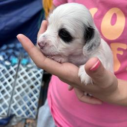 Sky - Piebald female Dachshund puppy in Chelsea, Oklahoma from Renee's Dachshund's