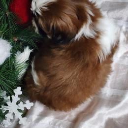 French Bulldog and Shih Tzu Puppies from French Bulldogs Planet