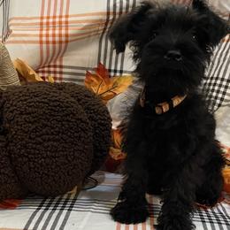 Girl 3 - female Miniature Schnauzer puppy in Huntsville, Alabama from Edwin and Donna Lawrence