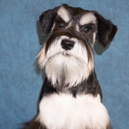 Miniature Schnauzers from SilWin Miniature Schnauzers