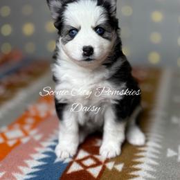 Daisy Duke - Black and white female Pomsky puppy in Rossville, Georgia from Scenic City Pomskies