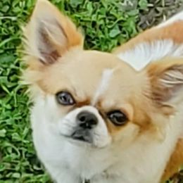 Fatty - Chihuahua