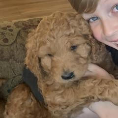 Double Doodles and Goldendoodles from TeeterDoodles