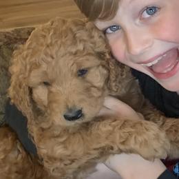 Double Doodles and Goldendoodles from TeeterDoodles