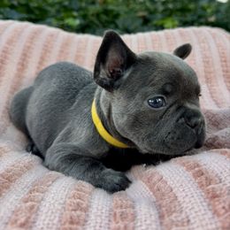 Luka - Blue male French Bulldog puppy in Salisbury, Maryland from 77 Frenchies Maryland