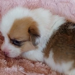 Girl 2 - Fawn female Pembroke Welsh Corgi puppy in Las Vegas, Nevada from Victory Crown