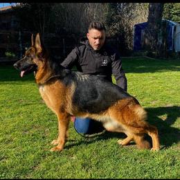 Astra D'Ulmental - Black and red female German Shepherd puppy in Weston, Florida from Vom Bethel Elite European German Shepherds