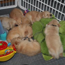 Golden Retriever Puppies from Darby Hill Goldens