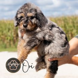 Ori - Merle male Bernedoodle puppy in Allerton, Iowa from Jewell Kennels
