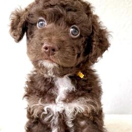 Eve - Brown and white female Bernedoodle puppy in Concord, California from Golden State Good Dogs