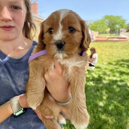 Girl 1 Princess Leia - Red female Cavapoo puppy in Bountiful, Utah from PJs Puppy Love