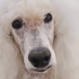 Malibu - Poodle