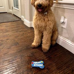 Double Doodle, Goldendoodle, and Labradoodle All Grown Up from Godley Doodles Of Texas