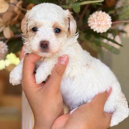 Daffney - White female Poodle puppy in Yuciapa, California from AlltheDoodlez_