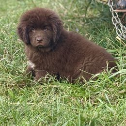 Teal Puppy - Brown female Newfoundland puppy in Hale, Missouri from Grand River Newfoundlands