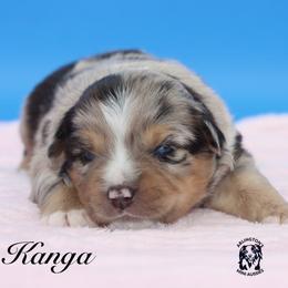 Kanga - Blue merle female Miniature Australian Shepherd puppy in Weeki Wachee, Florida from Arlington's Mini Aussies