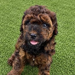 Ivy - Chocolate female Goldendoodle puppy in Gay, Georgia from That’s My Puppy