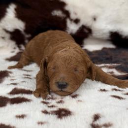 Poodle Puppies from Falling star poodles