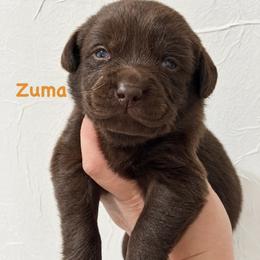 Zuma - Chocolate male Labrador Retriever puppy in Tomahawk, Wisconsin from Mahner Labs