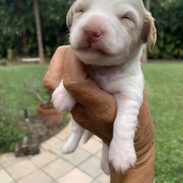 Artemis - Dachshund puppy in Florida from Lazy Acres Farm
