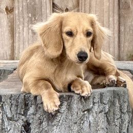 Teddy Bear - Cream male Dachshund puppy in Orlando, Florida from Weiner Wunderland of Central Florida