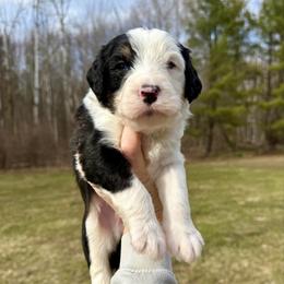 Oisin - Tri-color male Bernedoodle puppy in Midland, Michigan from Northern Charm Farm