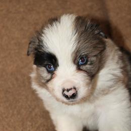 Robin Hood - Sable merle male Border Collie puppy in Crawfordsville, Indiana from Rescued Dreams Border Collies
