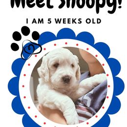 Snoopy - Cream male Goldendoodle puppy in Athens, Tennessee from SUPERDog Doodles