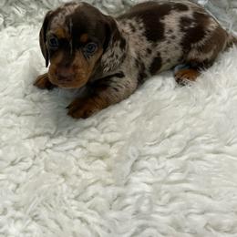 Lex - Dapple female Dachshund puppy in Council Hill, Oklahoma from Rocky Springs Ranch