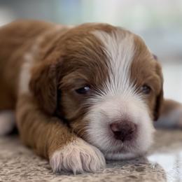 Scrabble - Parti female Goldendoodle puppy in Gilbert, Arizona from DogHouse Doodles