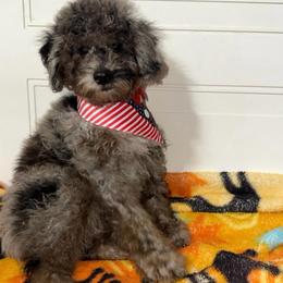 Lotus - Blue Merle Color - Merle male Goldendoodle puppy in Beecher, Illinois from Erica’s Doodles