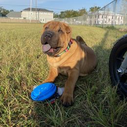 Chinese Shar-Pei Puppies from Sunspire Shar-Pei