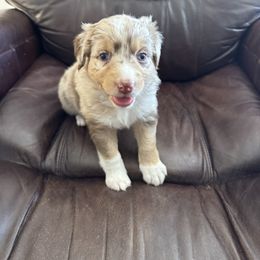 Sedona - Dilute red female Australian Shepherd puppy in San Tan Valley, Arizona from Reeds Ranch