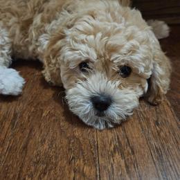 Havapoo Puppies from Derbyville Havapoos