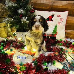 RB5 - Tri-Roan male English Springer Spaniel puppy in Britton, South Dakota from K&S Canines