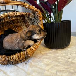 Poseidon - Wheaten male Miniature Schnauzer puppy in Menifee, California from Moonshine’s Minis