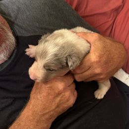 Border Collie Puppies from Bama Border Collies