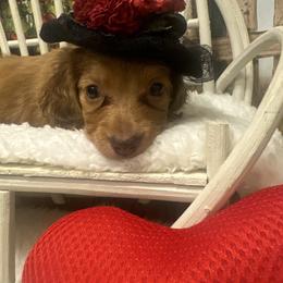 Poppy Sue - Dapple female Dachshund puppy in Polo, Missouri from Blue Tails Farm