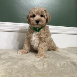 Brimsley - Cream male Maltipoo puppy in Feasterville Trevose, Pennsylvania from HMH’s Maltipoos & Cavaliers