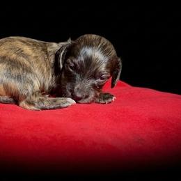 AKC Shaded Cream Brindle - Brindle female Dachshund puppy in Lehigh Acres, Florida from Ruby Rose Dachshund Dynasty