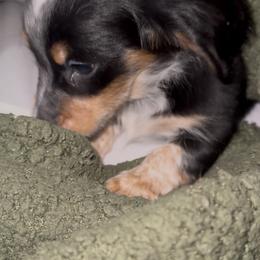 CS - Piebald male Dachshund puppy in Topeka, Kansas from CJs Dachshunds