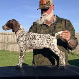 Female 2 - Liver roan female German Shorthaired Pointer puppy in Liberty, Texas from Ashwind kennels
