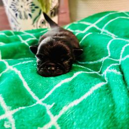 Pug Puppies from Masters Pugs