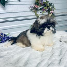 AKC Lena - Gold and white female Shih Tzu puppy in Elgin, South Carolina from Silver Bells Paw Prints