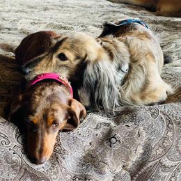 Dachshund puppies from Honeydew Ranch