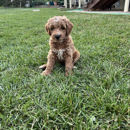 Jackson (Blue) - Apricot male Goldendoodle puppy in Casper, Wyoming from 307 Doodles