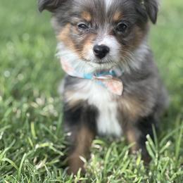 Toy Australian Shepherd Puppies from Carlsbad Toy Aussies