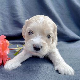 Cockapoo and Pomeranian Puppies from Luna Kennel