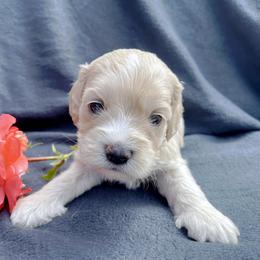 Cockapoo and Pomeranian Puppies from Luna Kennel